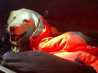 Dog Triggers Mountain Rescue A...